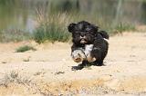 LHASSA APSO 029